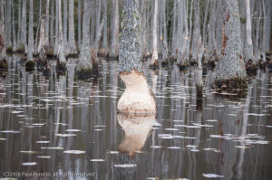 Signs of beaver activity